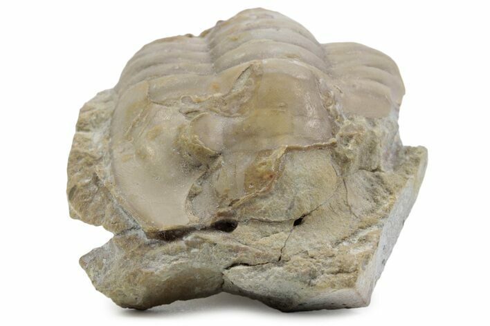 Bargain, Niobella Lindstroemi Trilobite - Rare Species #363216